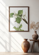 Art Prints of Large White Trillium