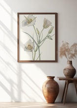 Art Prints of Sego Lily