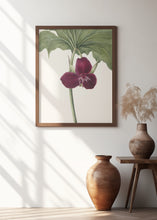 Art Prints of Sweet Trillium