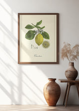 Art Prints of Lemon