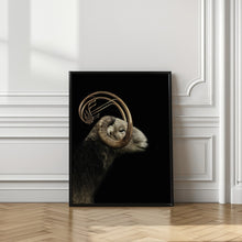 Art Prints of big horn sheep