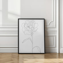 Art Prints of Peony Lines