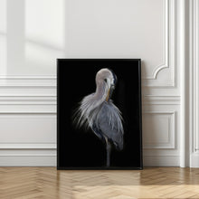 Art Prints of The Elegant Great Blue Heron