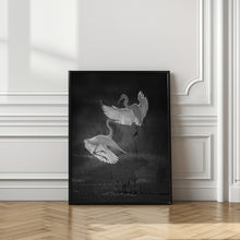 Art Prints of The dance of egrets