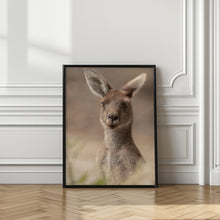 Art Prints of The beautiful Roo