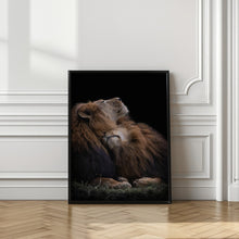 Art Prints of Two lions