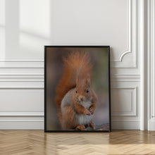 Art Prints of Squirrel