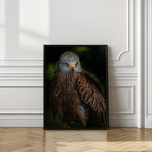 Art Prints of Watchful