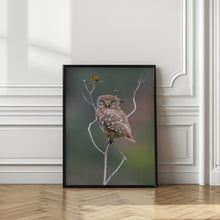 Art Prints of Owl