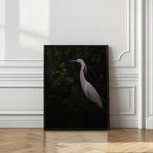 Art Prints of Little egret