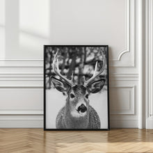 Art Prints of Winter Deer