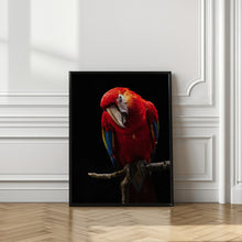 Art Prints of Portrait of Scarlet Macaw