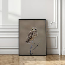 Art Prints of Short-eared Owl