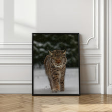 Art Prints of Meet the lynx