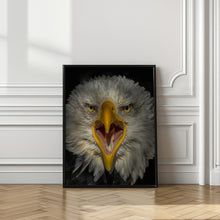 Art Prints of Eagle