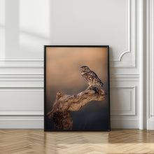 Art Prints of Little owl