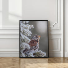 Art Prints of Fieldfare in a winter setting