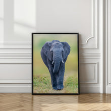 Art Prints of Elephant