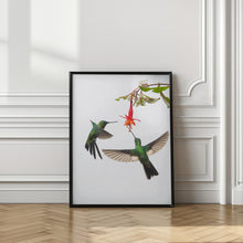 Art Prints of Two hummingbirds at a flower