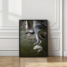 Art Prints of Osprey