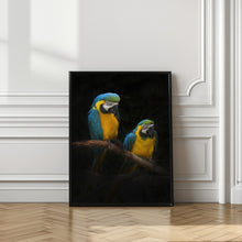 Art Prints of Macaw Parrots