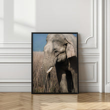 Art Prints of The Gentle Giant!