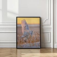 Art Prints of Snowy Owl