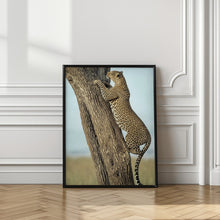 Art Prints of Leopard In Africa