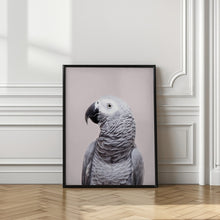 Canvas Art Print African Grey