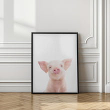 Canvas Art Print Baby Pig