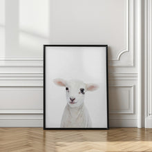 Canvas Art Print Baby Lamb