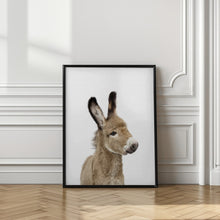 Canvas Art Print Baby Donkey