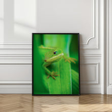 Canvas Art Print Curiosity