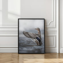 Canvas Art Print Female mallard with outstretched wings