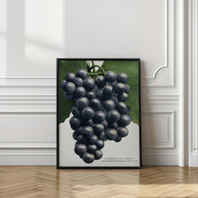 Art Prints of Campbell's Early Grape Lithograph