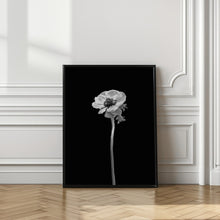 Art Prints of Anemone coronaria | dark design