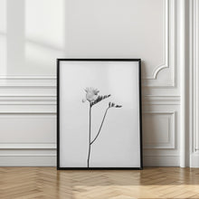 Art Prints of Freesia | bright design