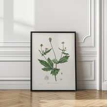 Art Prints of Wood Avens (geum Urbanum)  Medical Botany