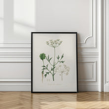 Art Prints of Aniseed (pimpinella Anisum) Medical Botany