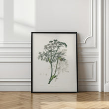 Art Prints of Caraway (carum Carui) Medical Botany