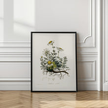 Art Prints of Chamomile (anthemis Nobilis) Medical Botany