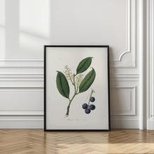 Art Prints of Cherry Laurel (prunus Laurocerasus) Medical Botany