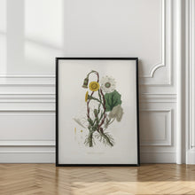 Art Prints of Coltsfoot (tussilago Farfara)  Medical Botany