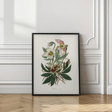 Art Prints of Christmas Rose (helleborus Niger)  Medical Botany