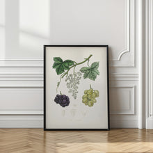 Art Prints of Common Grape Vine (vitis Vinifera) Medical Botany