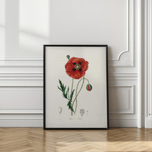 Art Prints of Common Poppy (papaver Rhoeas) Medical Botany