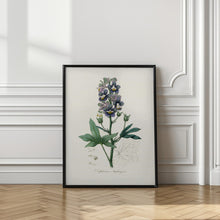 Art Prints of Delphinum Staphisagria Medical Botany