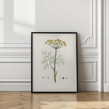 Art Prints of Dill (anethum Graveolens)  Medical Botany