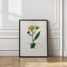 Art Prints of Elecampane (inula Helenium) Medical Botany