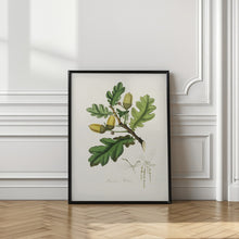 Art Prints of English Oak (quercus) Medical Botany